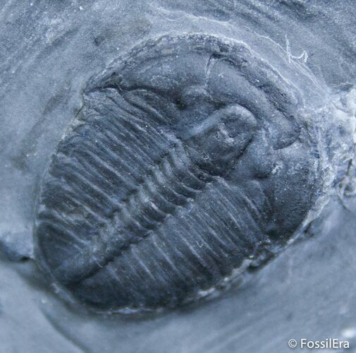 / Inch Elrathia Trilobite In Matrix - Utah #2481